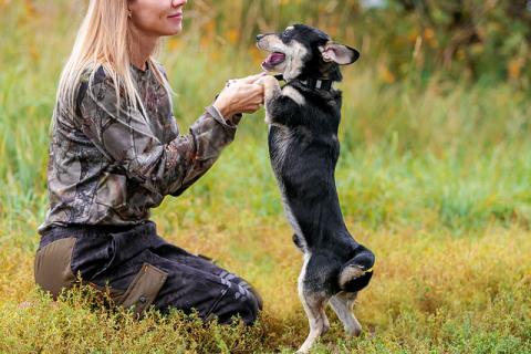 В дар собаку. Маленький песик Байрон, игривый и ласковый компаньон в дар. Фото2