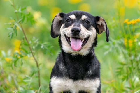 В дар собаку. Маленький песик Байрон, игривый и ласковый компаньон в дар. Фото3