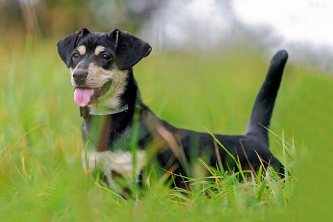 В дар собаку. Маленький песик Байрон, игривый и ласковый компаньон в дар. Фото4