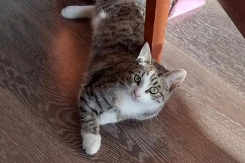 В дар кошку. Тигровое очарование Муся, ласковая кошечка-подросток в добрые рук. Фото2