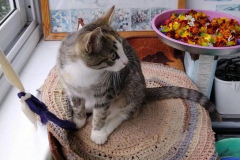 В дар кошку. Тигровое очарование Муся, ласковая кошечка-подросток в добрые рук. Фото4