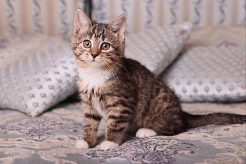 В дар кошку. Полосатый котенок Малинка в добрые руки. Фото2