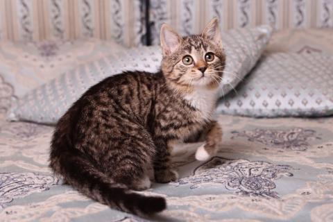 В дар кошку. Полосатый котенок Малинка в добрые руки. Фото3