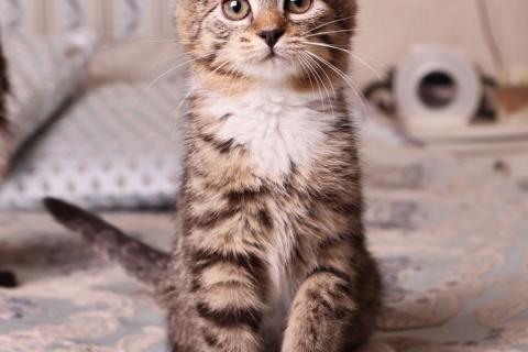 В дар кошку. Полосатый котенок Малинка в добрые руки. Фото4