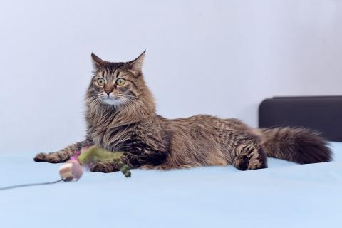 В дар кошку. Пушистая красавица кошка Кася в добрые руки. Москва и МО. Фото2