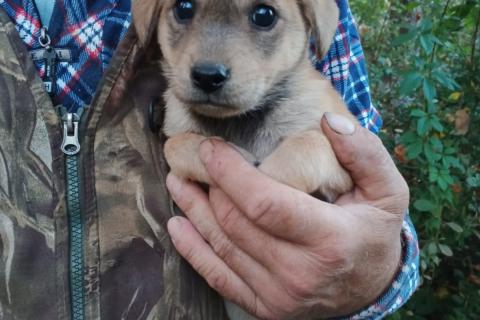 В дар собаку. Щеночки-лапочки ищут дом. Фото1