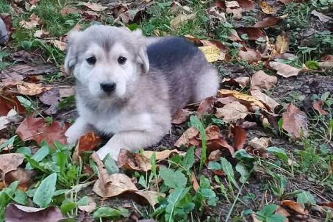 В дар собаку. Щеночки-лапочки ищут дом. Фото2