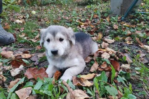 В дар собаку. Щеночки-лапочки ищут дом. Фото3