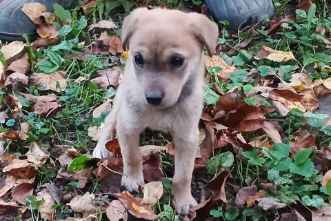 В дар собаку. Щеночки-лапочки ищут дом. Фото4