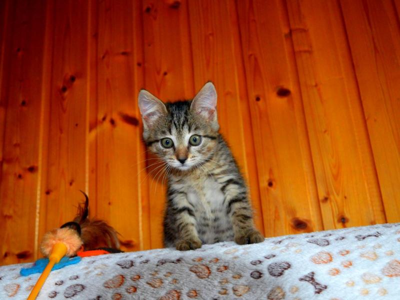 В дар кошку