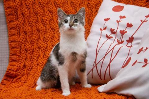 В дар кошку. Ищут дом два прекрасных которебенка. Фото2