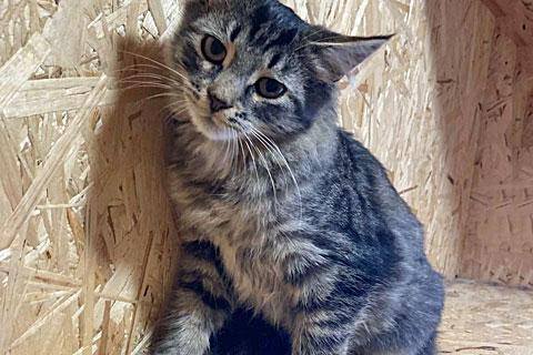 В дар кошку. Саймон и Сэм, домашние котята-подростки в добрые руки. Фото3