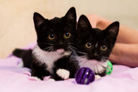 В дар кошку. Очаровательные маркизные котята в добрые руки. Фото1