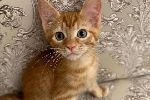 В дар кошку. Рыжие котята от мамы мейн-куна. Фото1