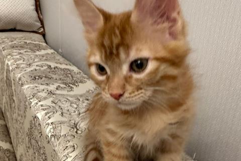 В дар кошку. Рыжие котята от мамы мейн-куна. Фото4