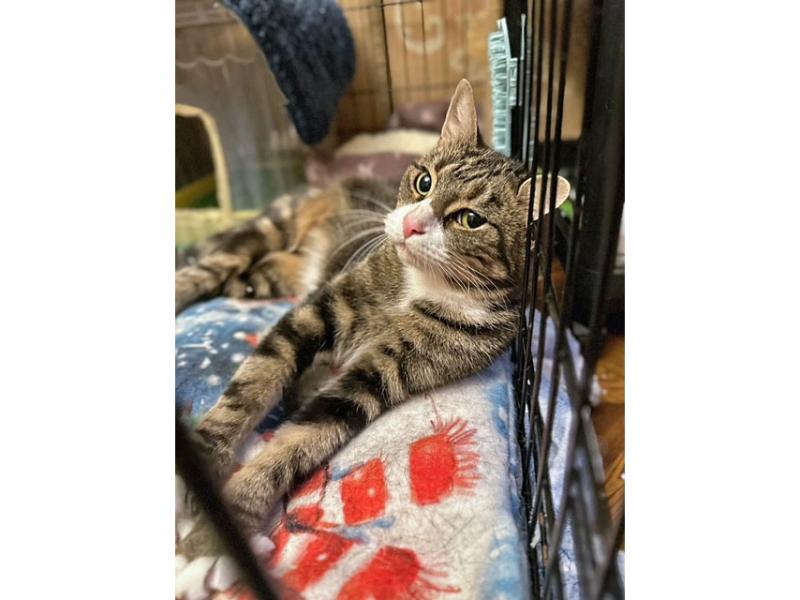 В дар кошку