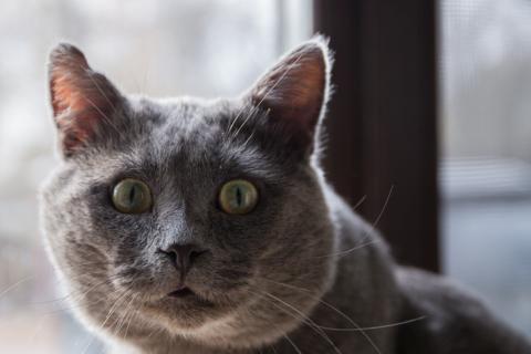 В дар кошку. Ласковый красавец голубого окраса Серый ищет дом. Фото1