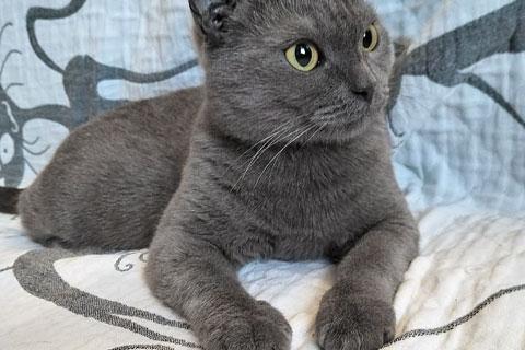 В дар кошку. Милая трогательная кошечка Алиса ищет дом. Фото2