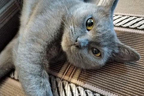 В дар кошку. Милая трогательная кошечка Алиса ищет дом. Фото3