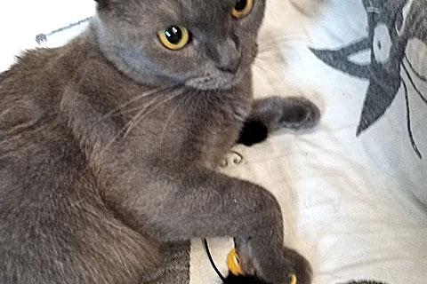 В дар кошку. Милая трогательная кошечка Алиса ищет дом. Фото4