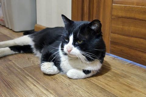 В дар кошку. Добрый, очень ласковый котик ищет дом. Фото1