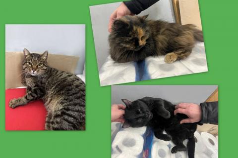 В дар кошку. Им очень нужно новогоднее чудо! Два котика и кошечка ищут дом. Фото1