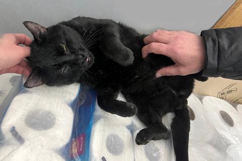 В дар кошку. Им очень нужно новогоднее чудо! Два котика и кошечка ищут дом. Фото3