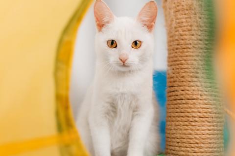 В дар кошку. Белый котенок Луна в добрые руки. Фото4
