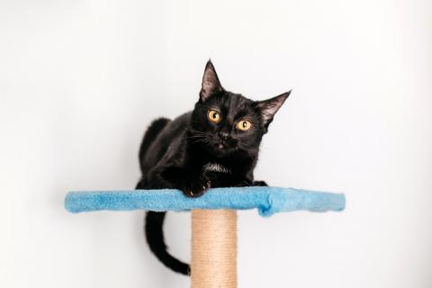 В дар кошку. Черный золотоглазый котенок Юна в добрые руки. Фото1