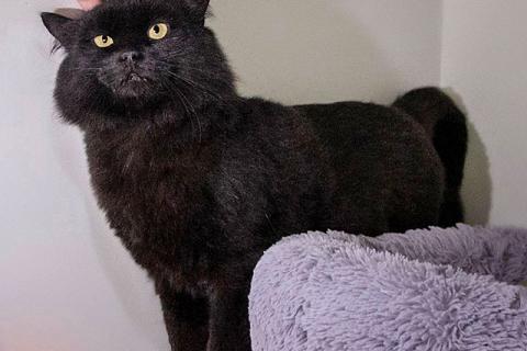 В дар кошку. Очень ласковый домашний котик Стасик ищет дом и доброе сердце. Фото1