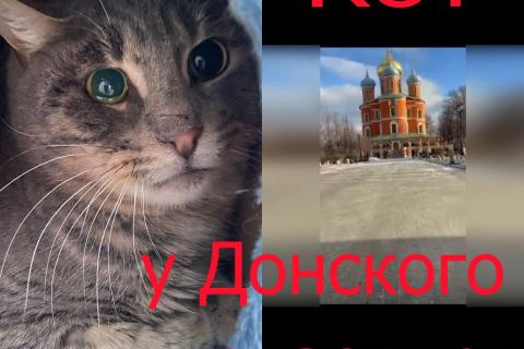 В дар кошку. Жертва жестокого обращения котик Гера ищет дом. Фото1