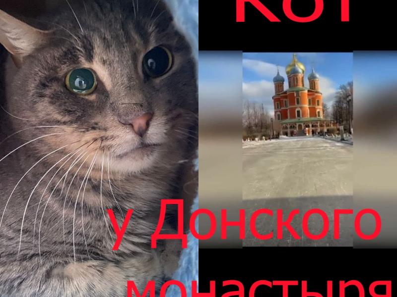 В дар кошку