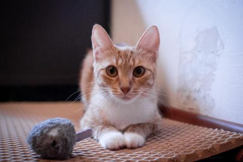 В дар кошку. Рыжая красотка кошка-подросток Лилу в добрые руки. Москва и МО. Фото2
