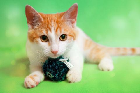 В дар кошку. Котенок Рыжик в добрые руки. Москва и МО. Фото2