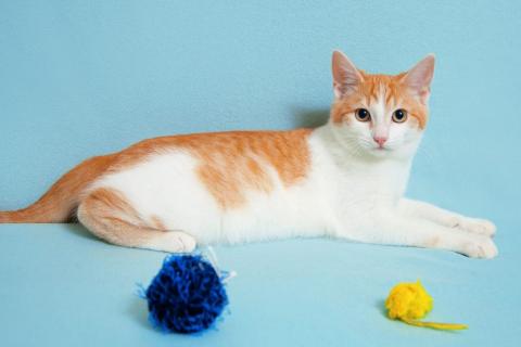 В дар кошку. Котенок Рыжик в добрые руки. Москва и МО. Фото3
