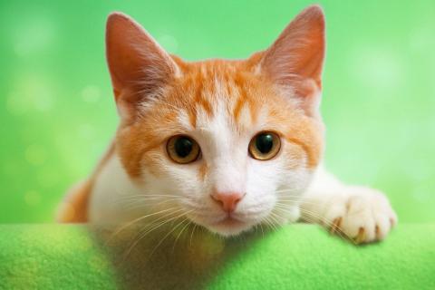 В дар кошку. Котенок Рыжик в добрые руки. Москва и МО. Фото4