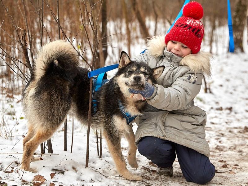 В дар собаку