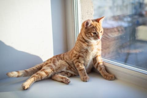В дар кошку. Рыжий чудесный котенок в добрые руки. Фото2
