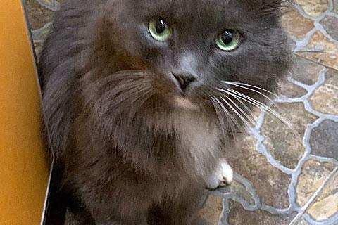 В дар кошку. Невероятно ласковый и добрый домашний котик Маркиз в добрые руки. Фото2