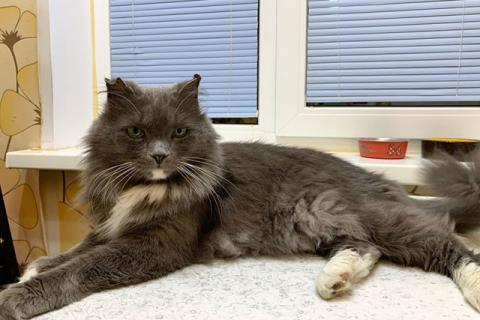 В дар кошку. Невероятно ласковый и добрый домашний котик Маркиз в добрые руки. Фото3