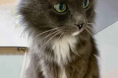 В дар кошку. Невероятно ласковый и добрый домашний котик Маркиз в добрые руки. Фото4