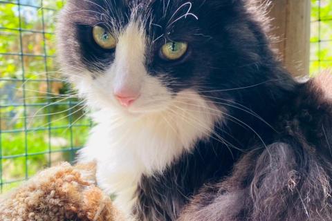 В дар кошку. Спасенная с улицы кошечка ищет дом. Фото1