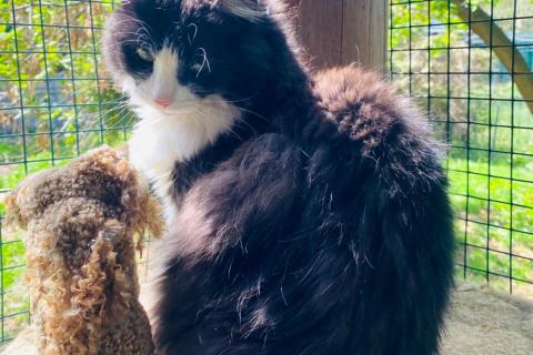 В дар кошку. Спасенная с улицы кошечка ищет дом. Фото2
