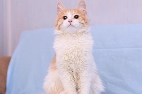 В дар кошку. Спасенная кошечка ищет дом. Фото1