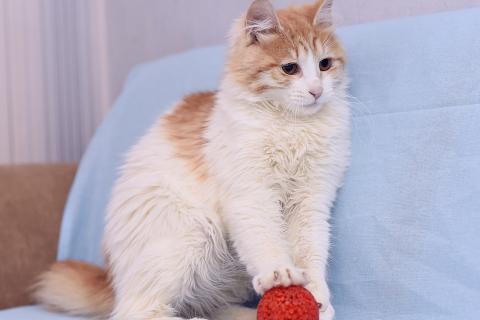 В дар кошку. Спасенная кошечка ищет дом. Фото2