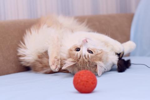 В дар кошку. Спасенная кошечка ищет дом. Фото3
