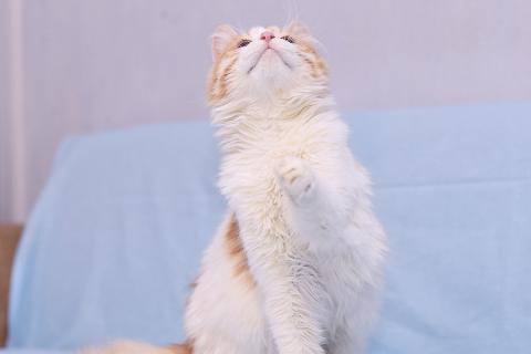 В дар кошку. Спасенная кошечка ищет дом. Фото4