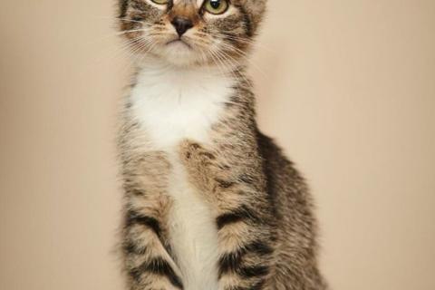 В дар кошку. Ласковый котёнок, 3 месяца, девочка. Фото1