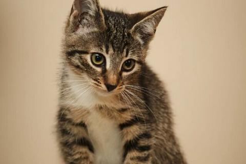 В дар кошку. Ласковый котёнок, 3 месяца, девочка. Фото4