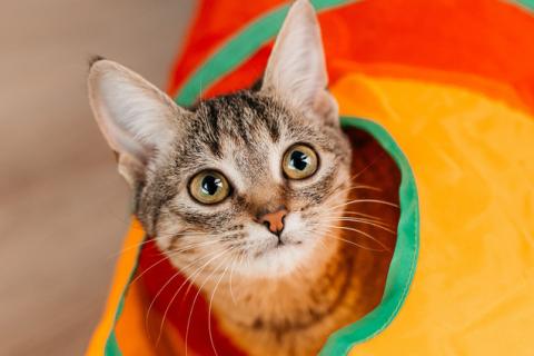 В дар кошку. Полосатый котенок Веста в добрые руки. Фото1